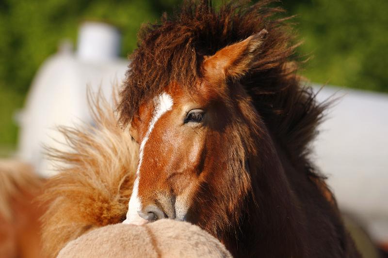 Kjartan von Heidmoor a.jpg